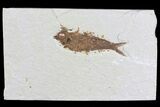 Bargain Knightia Fossil Fish - Wyoming #75909-1